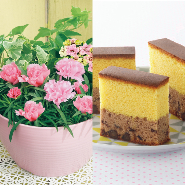 アサミグリーンプランツ カーネーションの寄せ植え（SUSTEE付）＋和泉屋 カステラ「綺麗菓」【母の日】 商品サムネイル